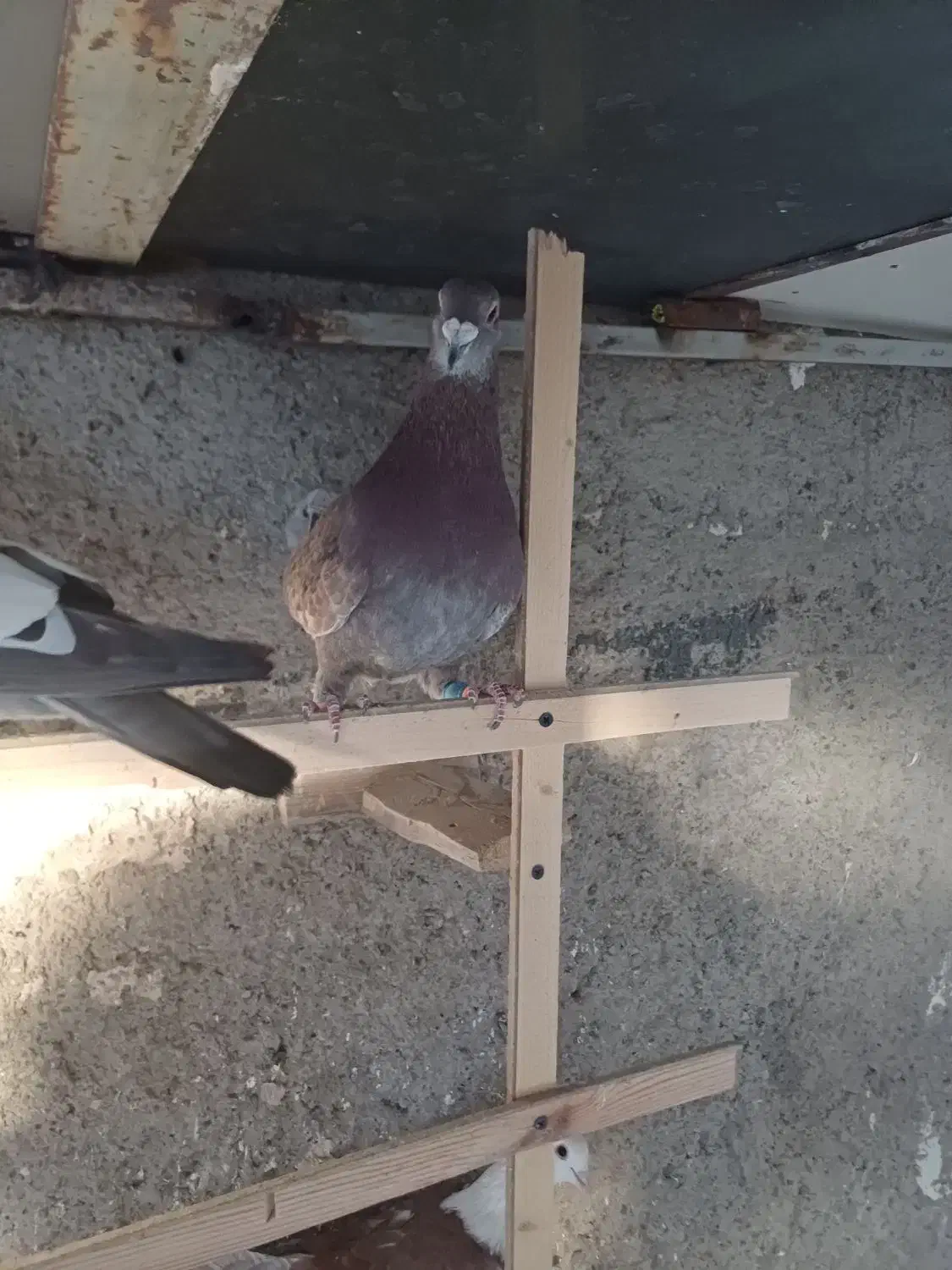 پیازی لک دار|پرنده|الوند, |دیوار