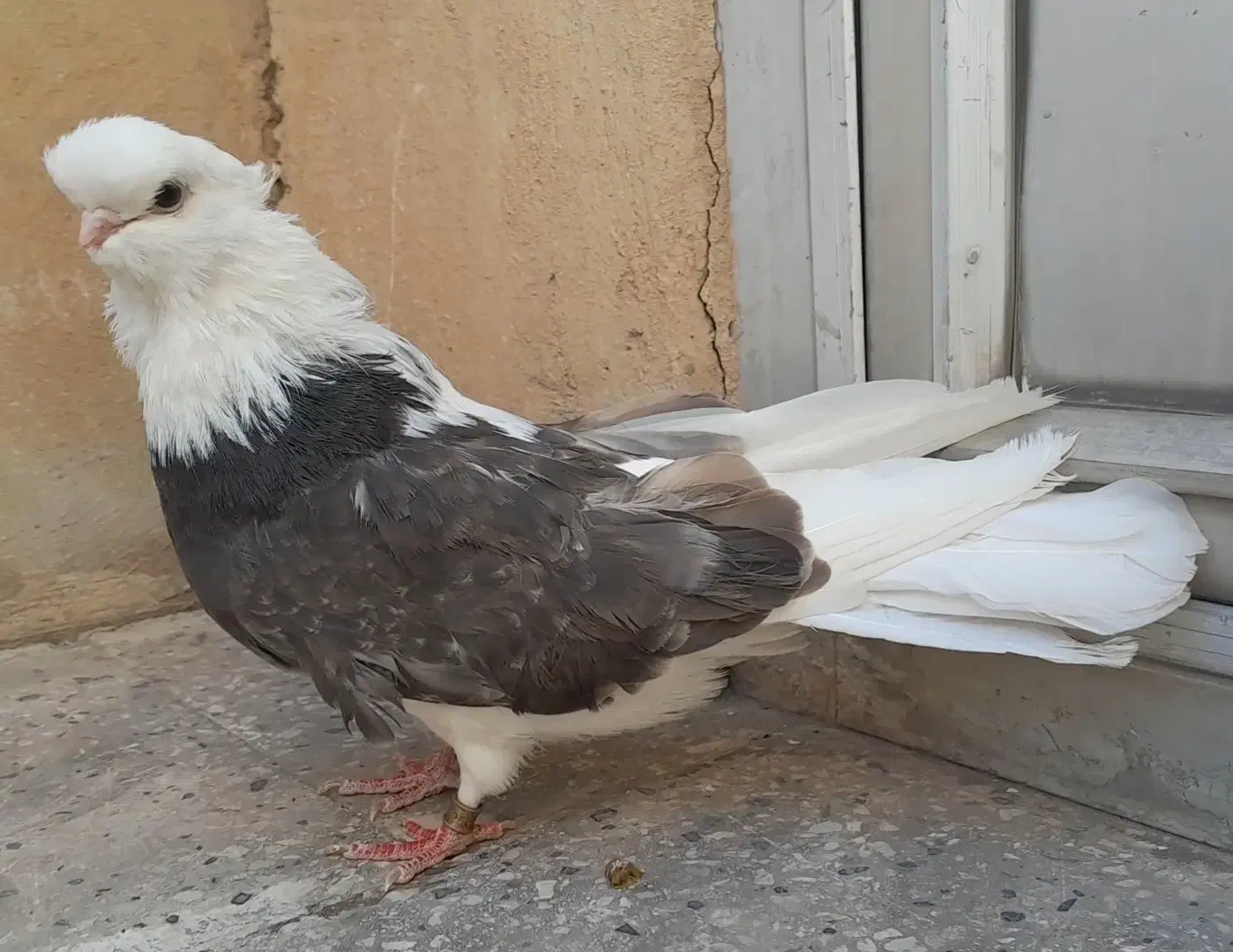 کبوتر نوک قنار|پرنده|تهران, بوستان ولایت|دیوار