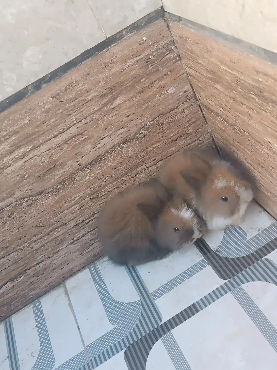 یک جفت خرگوش فانتزی|موش و خرگوش|کاشان, کارگر|دیوار