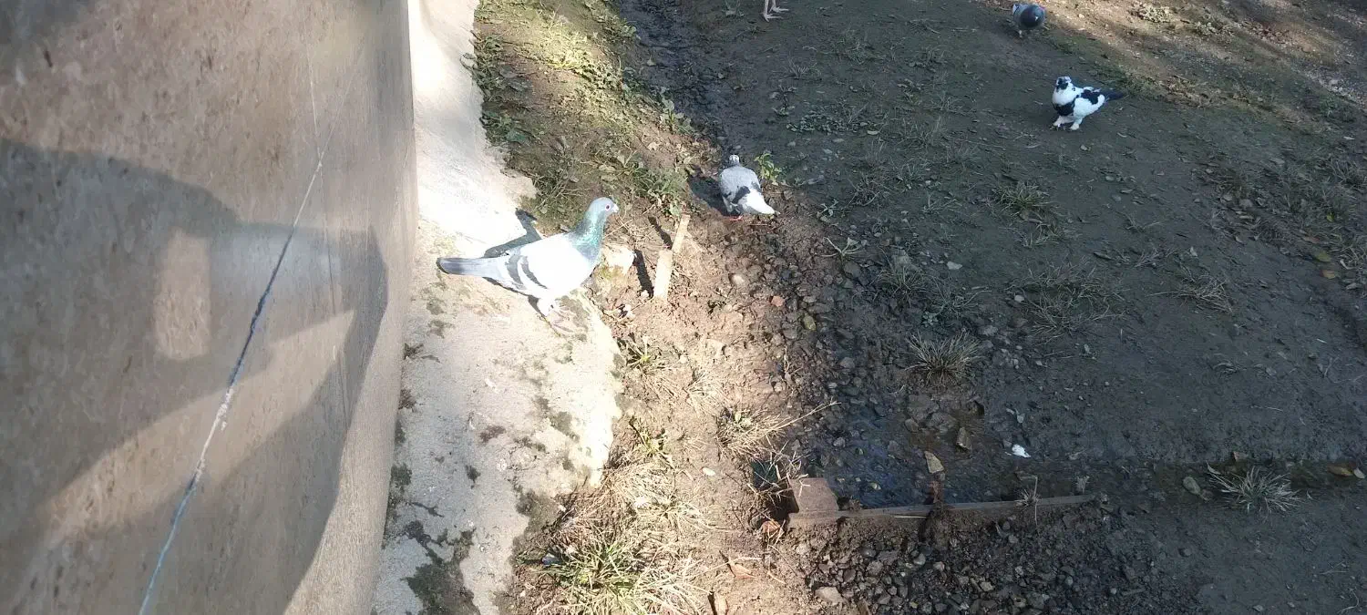 فروش فوری ۳ عدد کبوتر ماده|پرنده|فومن, |دیوار