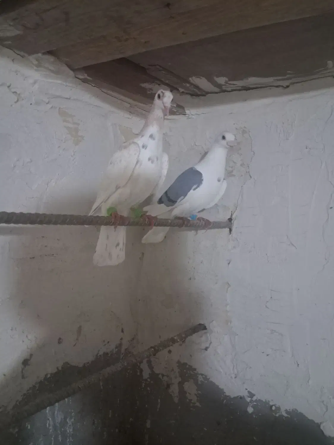 کفتر|پرنده|بوئین زهرا, |دیوار