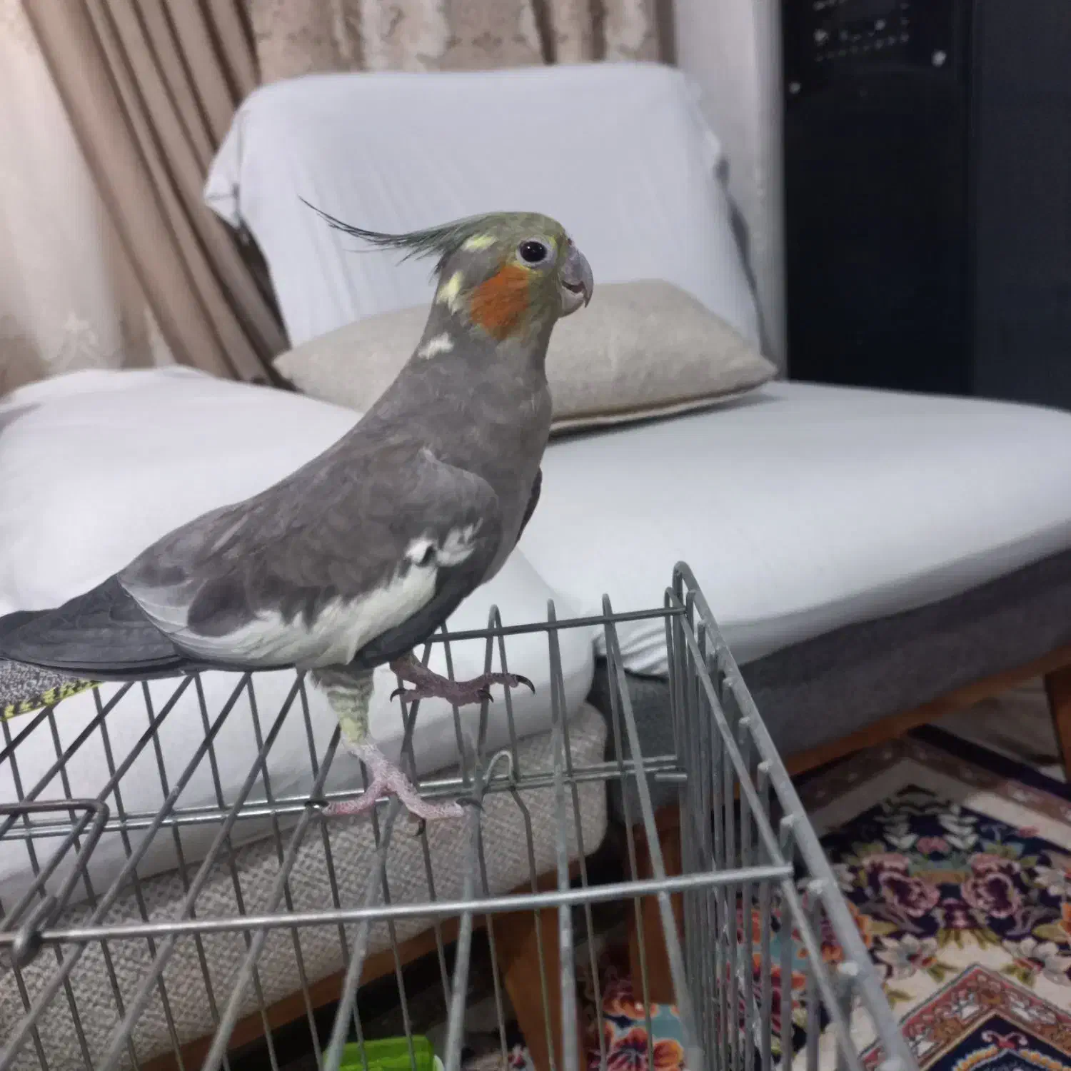 عروس هلندی ۶ماه کاملادستی|پرنده|نسیم‌شهر, |دیوار