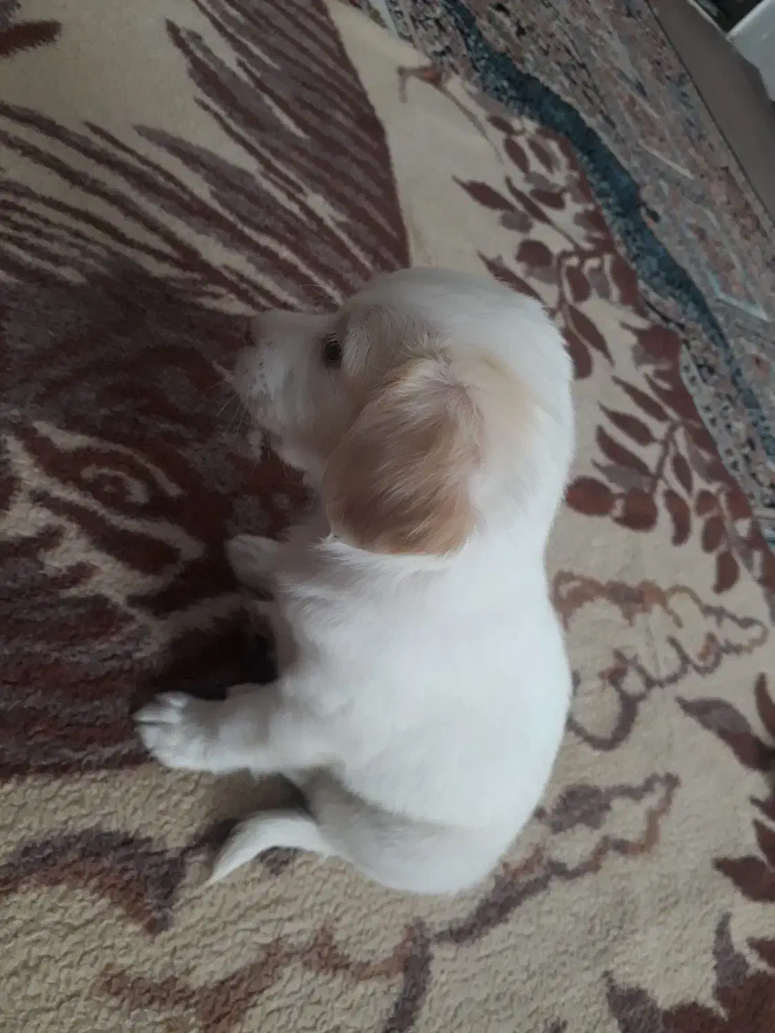 سگ شیتزوتوله2ماهه|سگ|بومهن, |دیوار