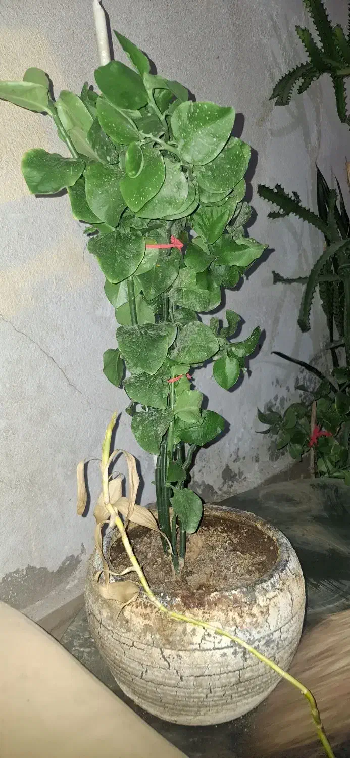 فروش انواع گل|گل و گیاه طبیعی|کیش, |دیوار