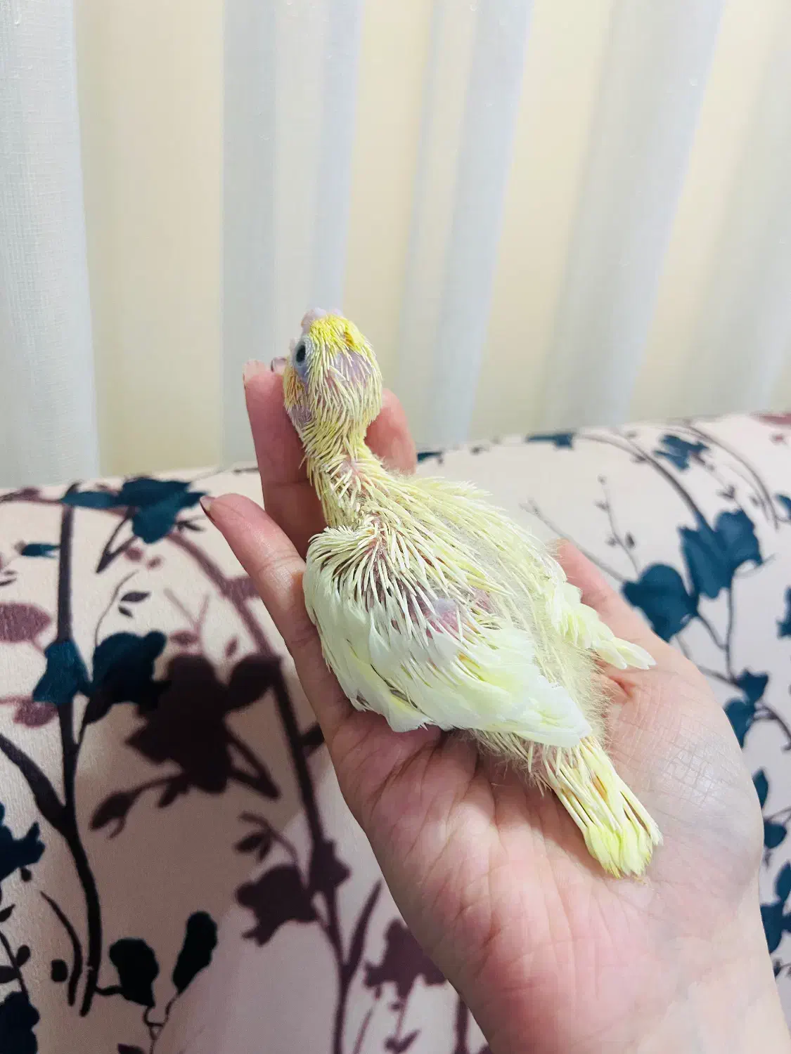 جوجه عروس هلندی سرلاکی|پرنده|رشت, شهریاران|دیوار