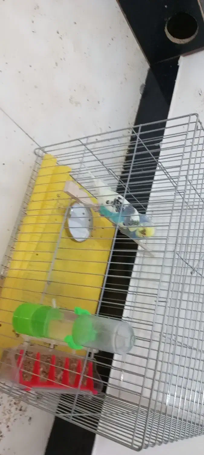 عروس هلندی ومرغ عشق|پرنده|نورآباد, |دیوار