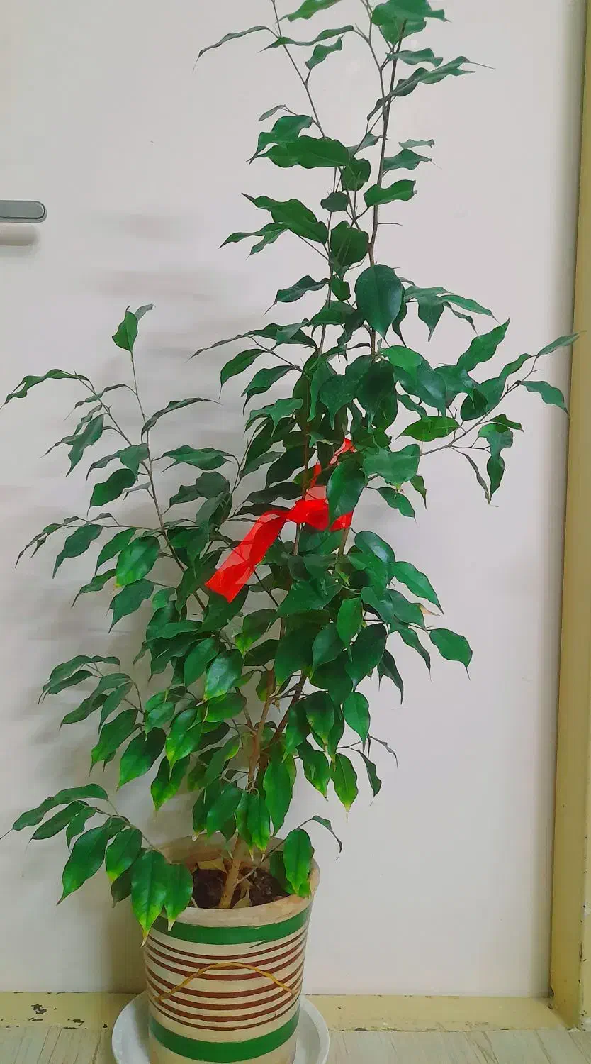 گل طبیعی و خانگی|گل و گیاه طبیعی|نیشابور, شهرک بسیج|دیوار