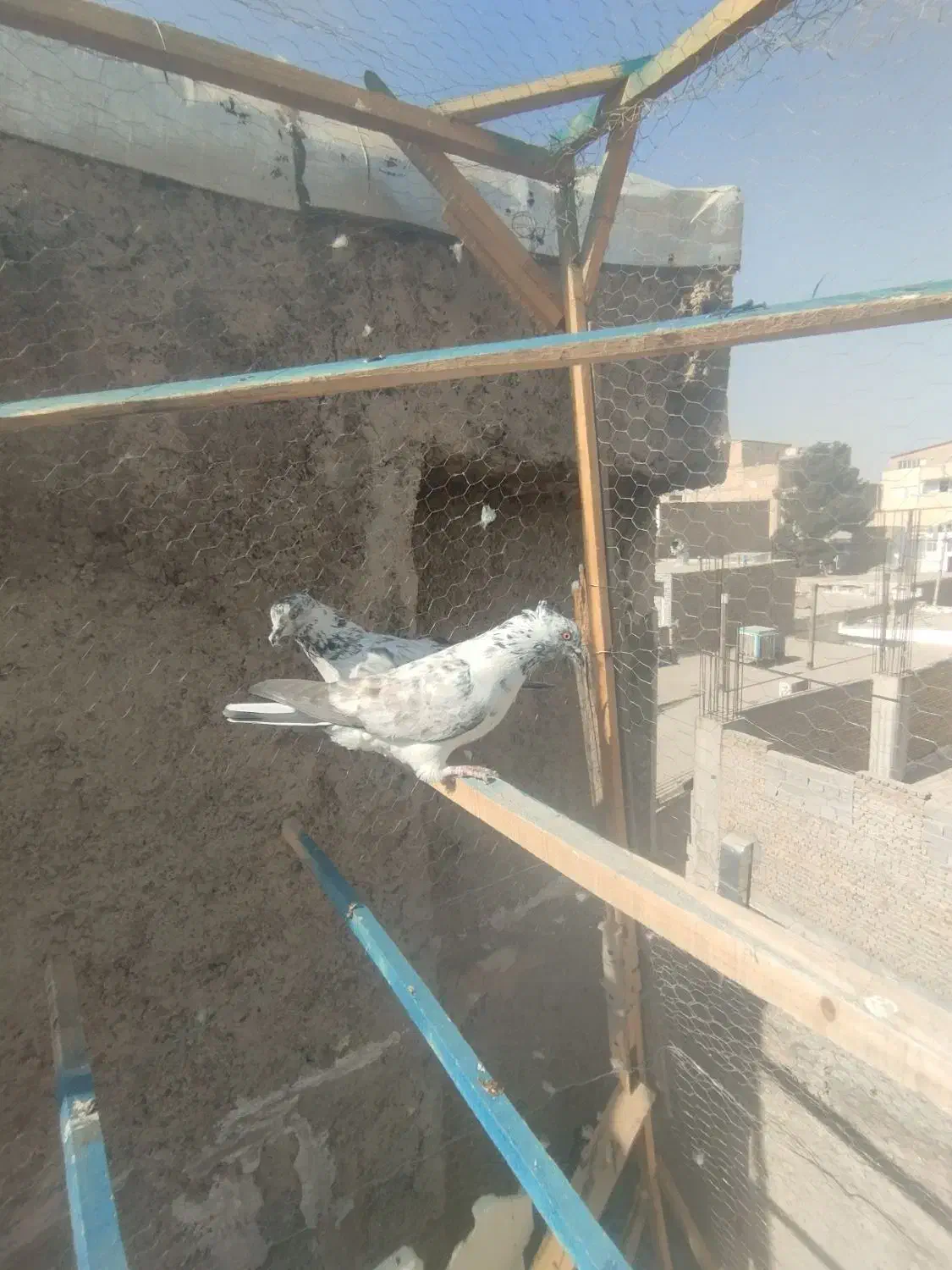 کفتر پرشی|پرنده|چهارباغ, |دیوار