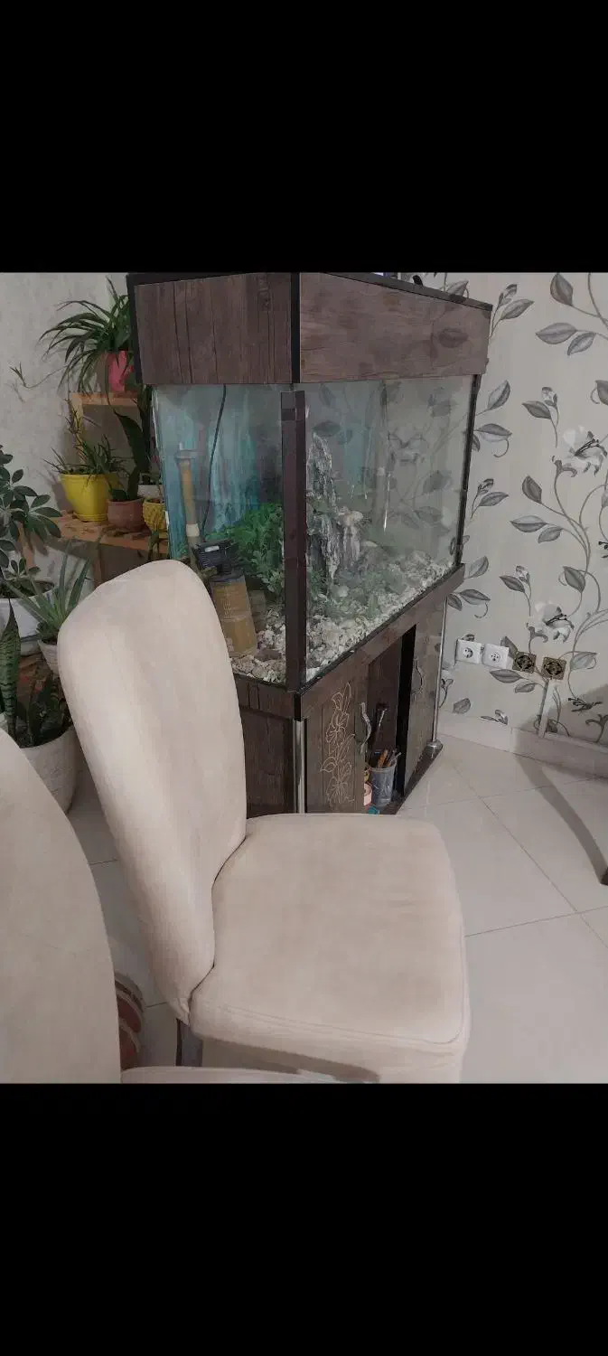 آکواریم|لوازم جانبی حیوانات|مشکین‌دشت, |دیوار