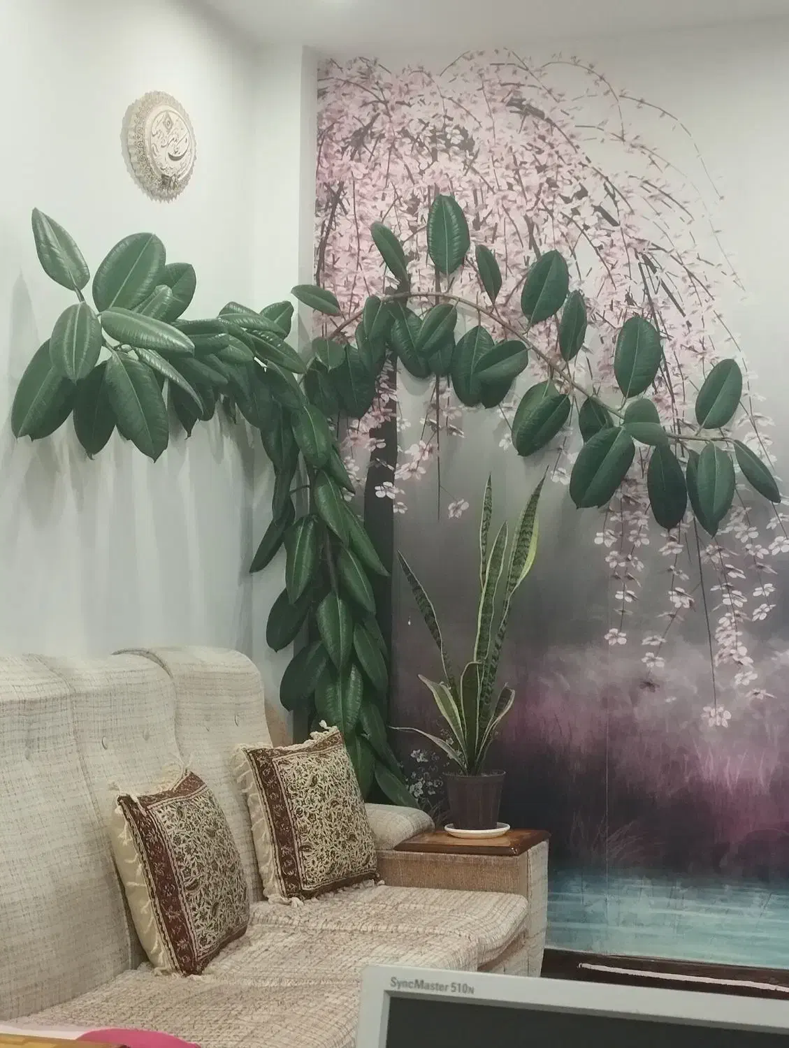 گل فیلتوس سالم وسرحال|گل و گیاه طبیعی|سنندج, |دیوار