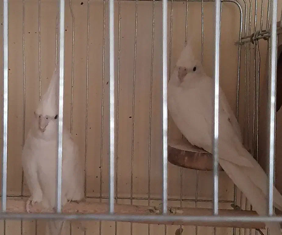 پرنده عروس هلندی|پرنده|پاکدشت, پاکدشت (مامازند)|دیوار