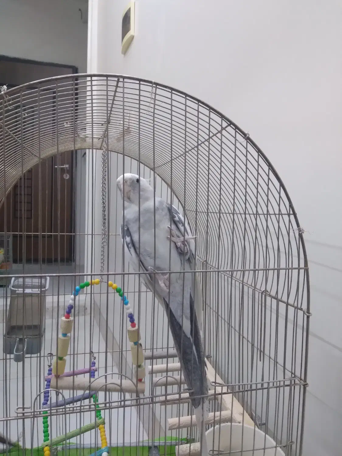 عروس هلندی|پرنده|قم, حنیف نژاد|دیوار