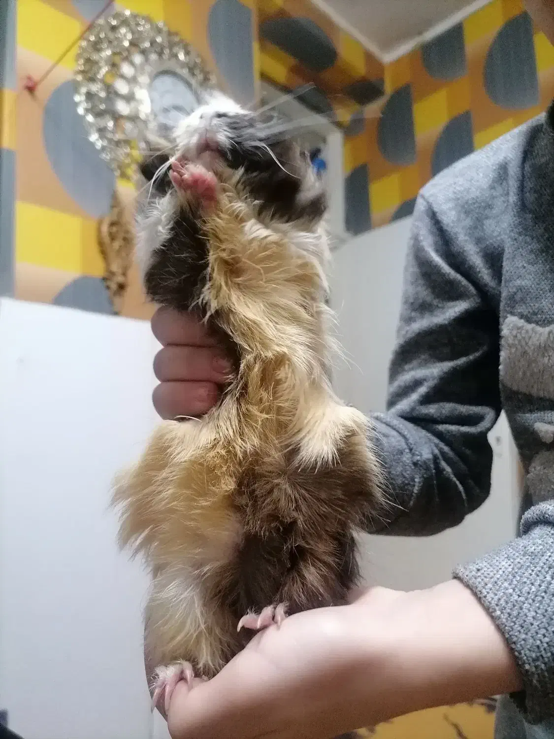 خوکچه|موش و خرگوش|تبریز, |دیوار