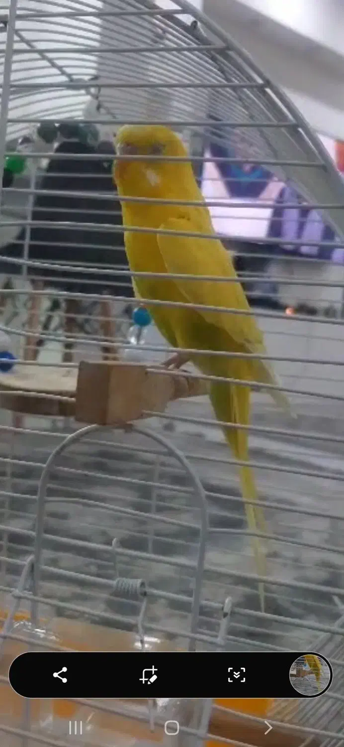 مرغ عشق فول اهلی و سخنگو|پرنده|تبریز, |دیوار