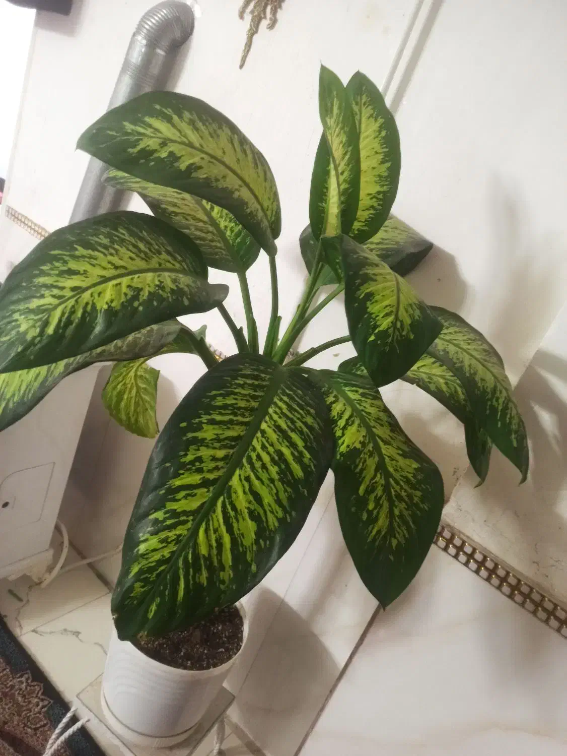 گل دیفن|گل و گیاه طبیعی|گرگان, |دیوار