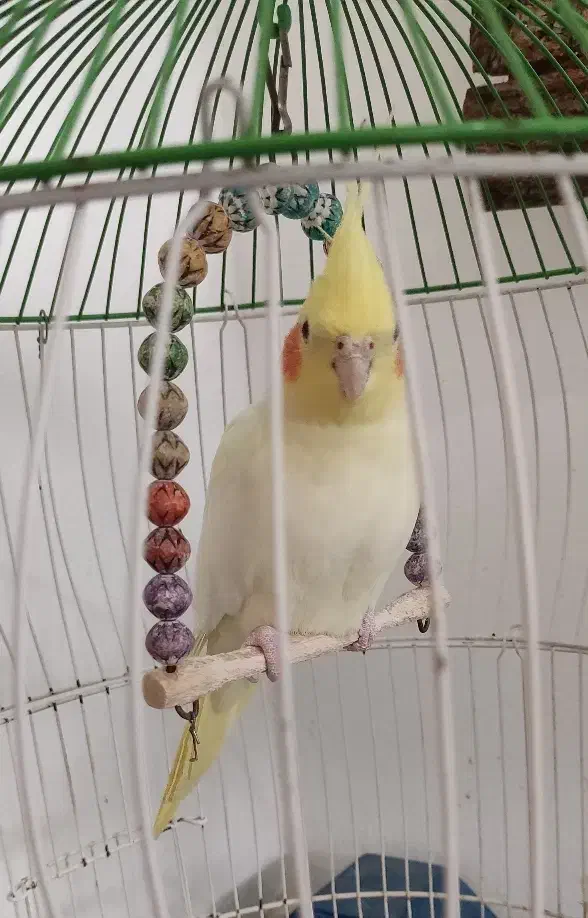 ۳ عدد عروس هلندی ۲ تا سفید ۱ دونه طوسی|پرنده|رامسر, |دیوار