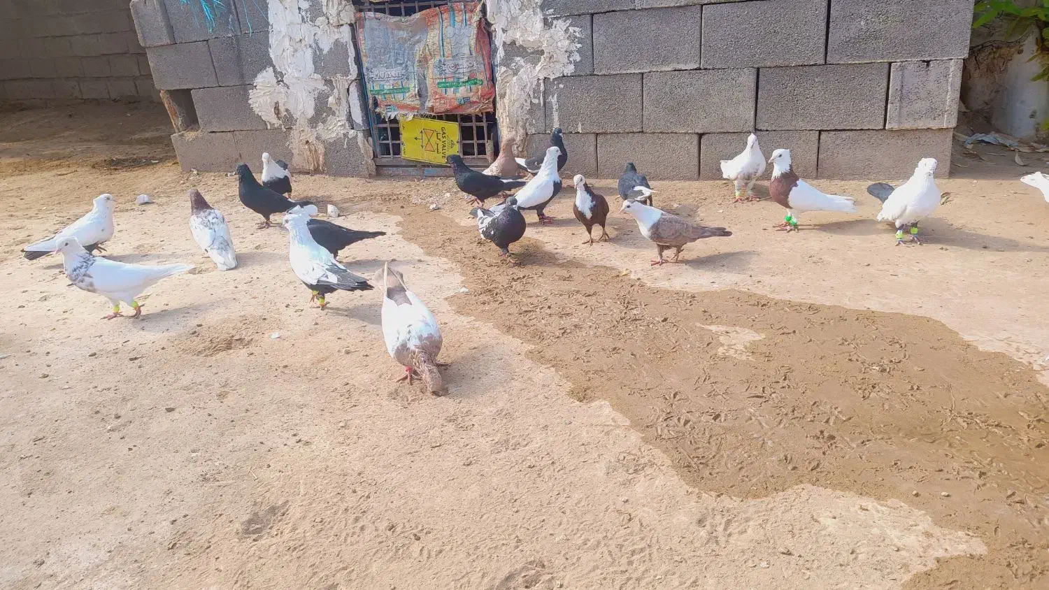 ۳۰تا رنگی همه نر|پرنده|شوش, |دیوار