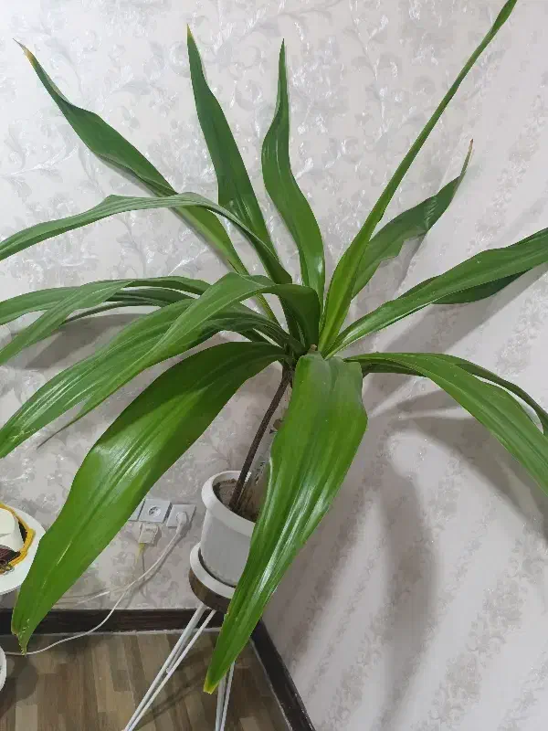 گل ذرتی|گل و گیاه طبیعی|صدرا-فارس, فاز ۱|دیوار