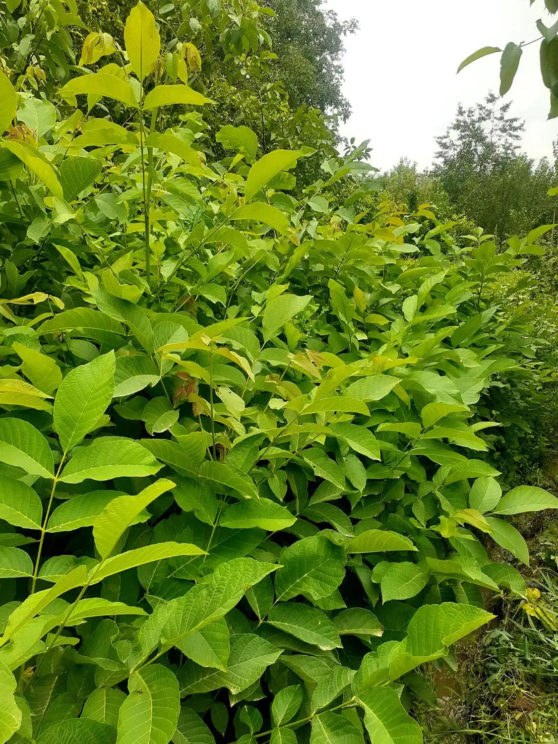 نهال گردو|خدمات باغبانی و درختکاری|مشگین شهر, |دیوار