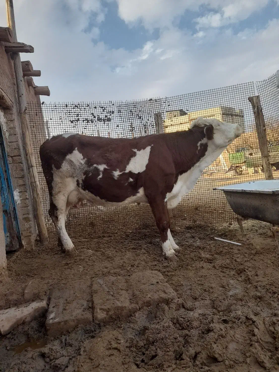 گاو‌گوساله‌‌سیمینتال|حیوانات مزرعه|قیدار, |دیوار