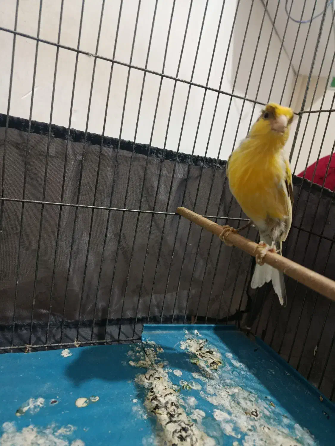 قناری نر|پرنده|الوند, |دیوار