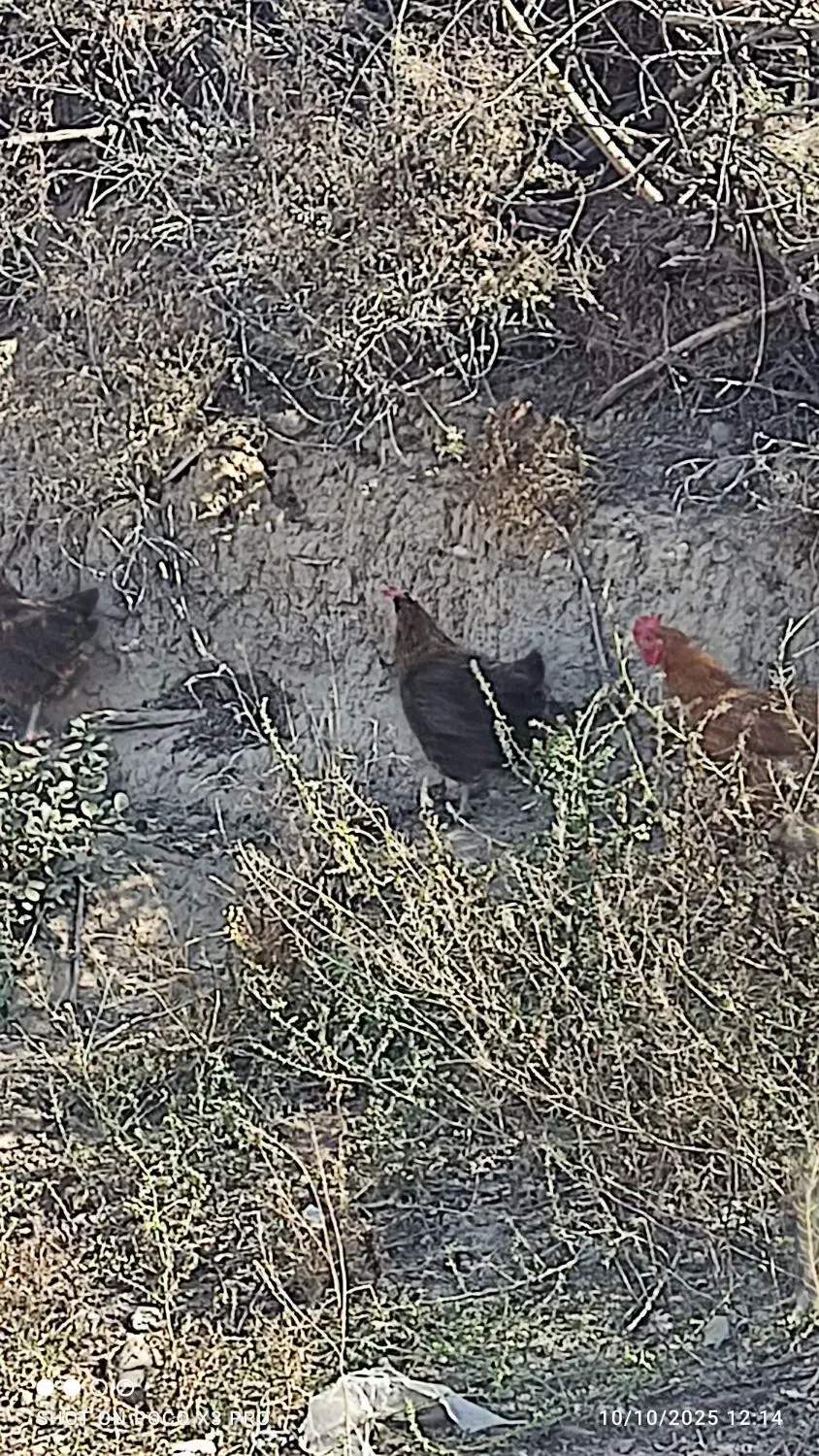 اصلاندوز|پرنده|اصلاندوز, |دیوار