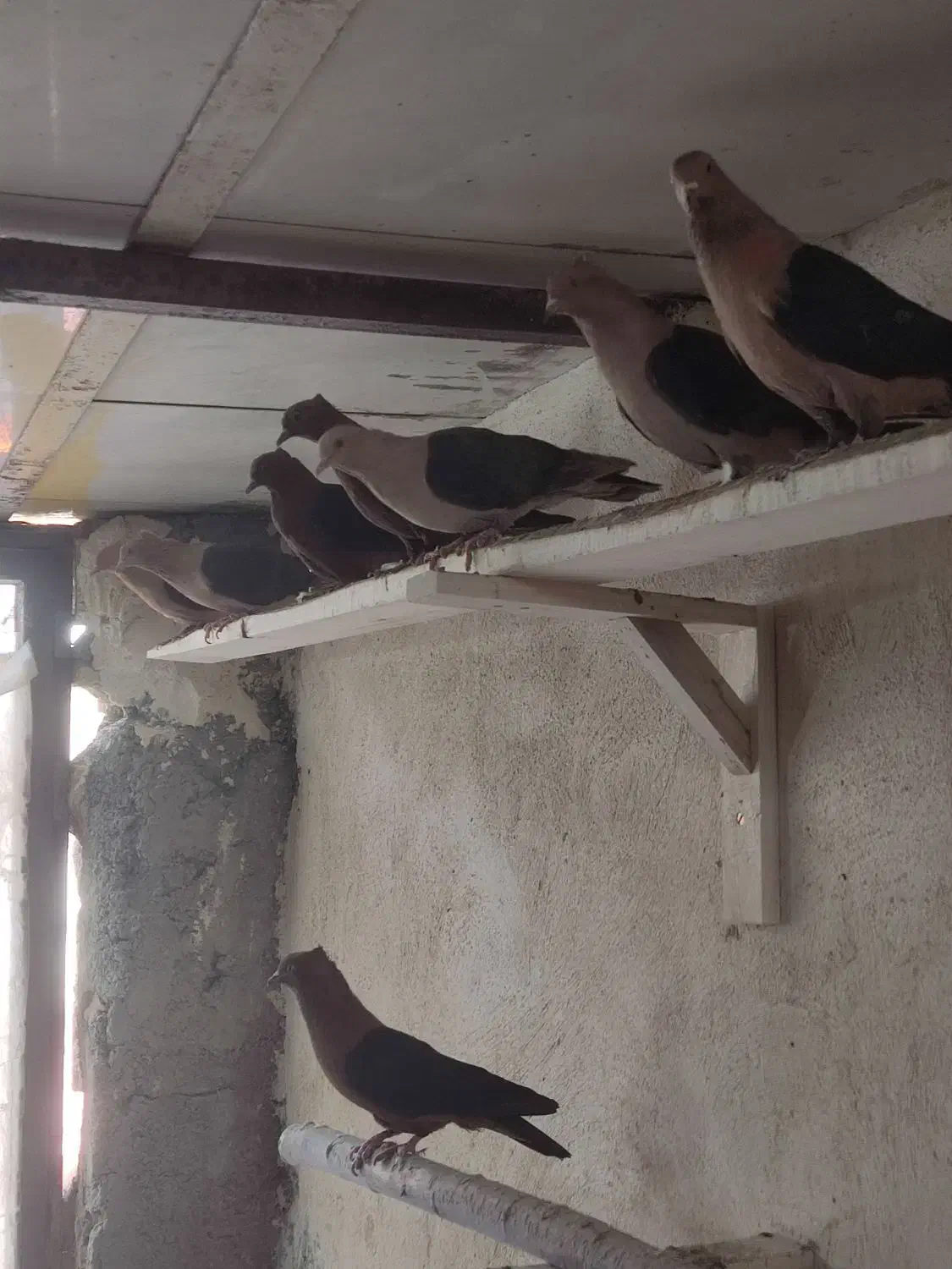 ارشینگل|پرنده|لنجان, |دیوار