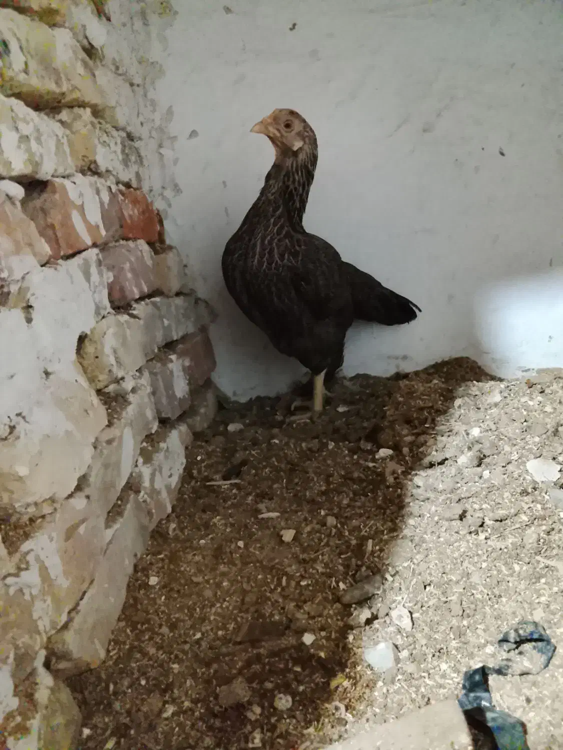 چهار ماکیان با ی جوجه خروس|حیوانات مزرعه|سراوان, |دیوار