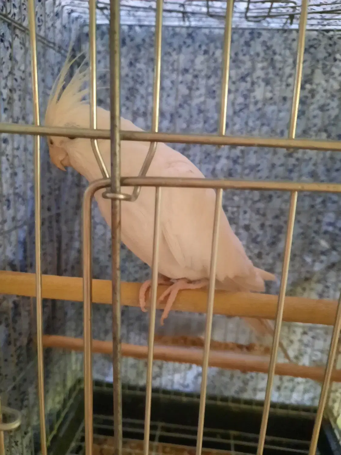 پرنده|پرنده|شاهین‌شهر, عطار|دیوار