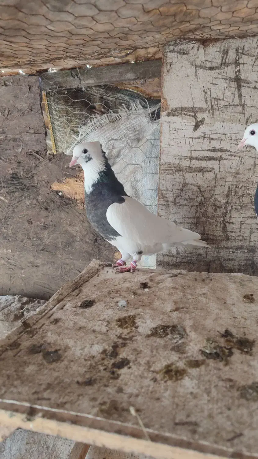 کبوتر طوقی|پرنده|فاضل آباد, |دیوار