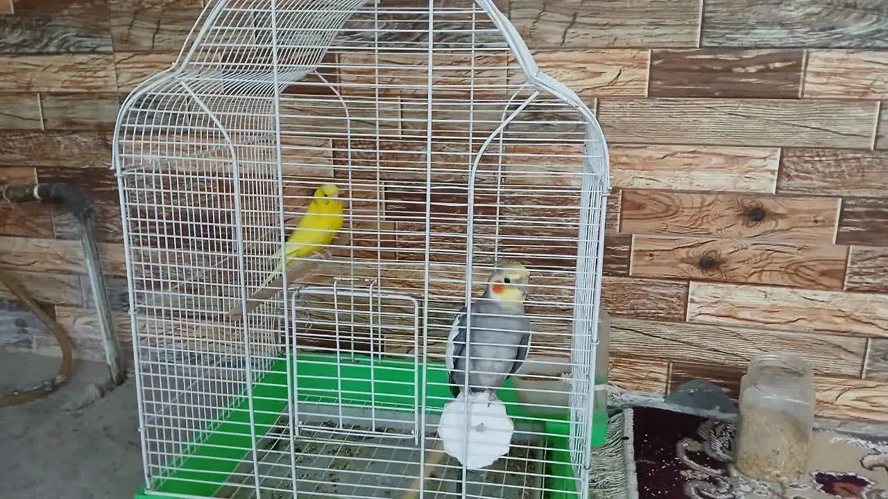 فروش عروس هلندی و مرغ عشق یک میلیون|پرنده|شاهرود, |دیوار