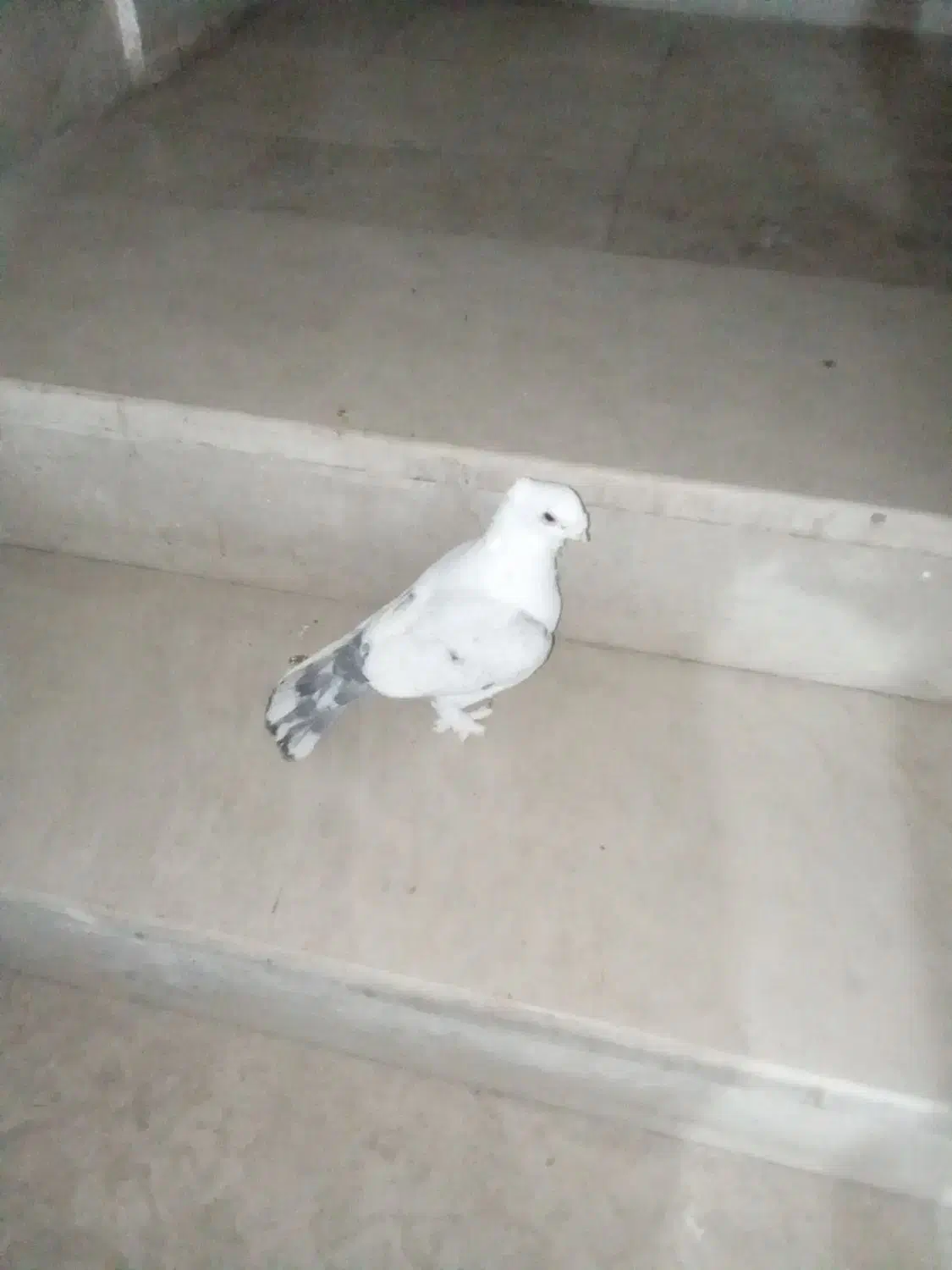 کفتر|پرنده|وحیدیه, |دیوار