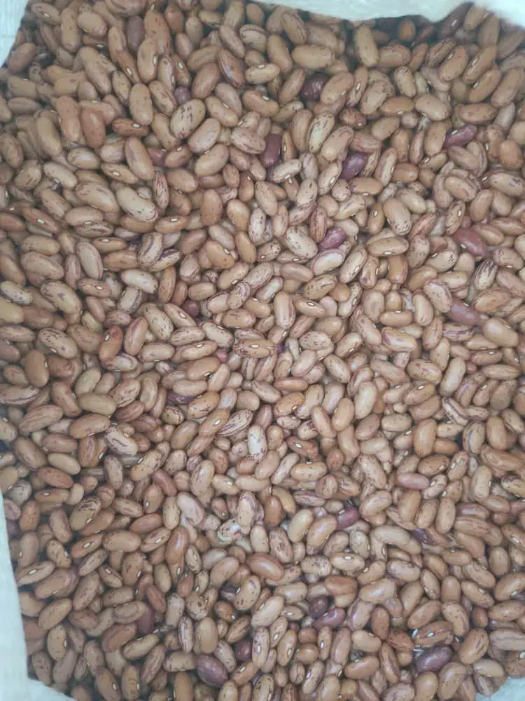 لوبیا قرمز و چیتی|خوردنی و آشامیدنی|اصفهان, سرشبادران|دیوار