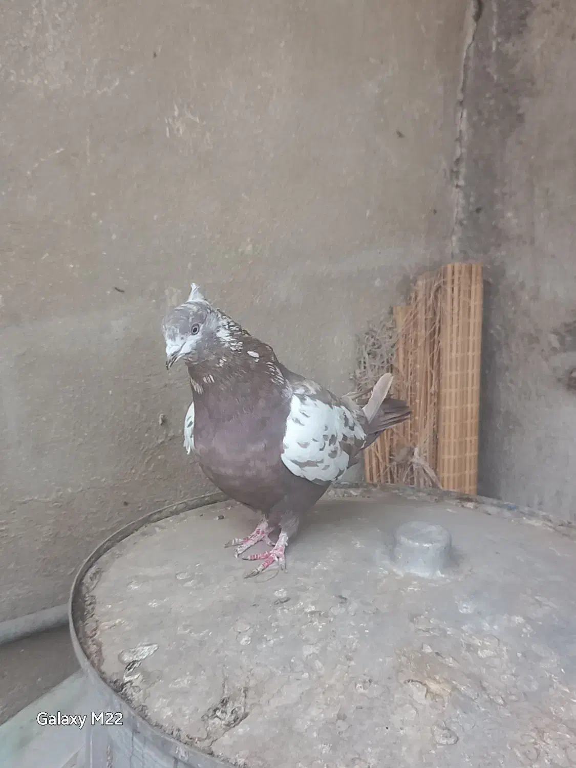 فروش 1 عدد ماده انگلیسی دو رگ|پرنده|تهران, فلسطین (میدان انقلاب)|دیوار