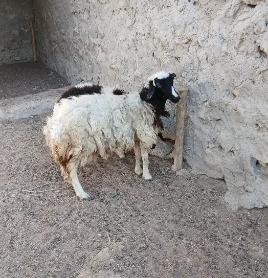 بره ماده جمولی (سیاه ۶۵۰۰)..سفید ۷میلیون|حیوانات مزرعه|قشم, |دیوار