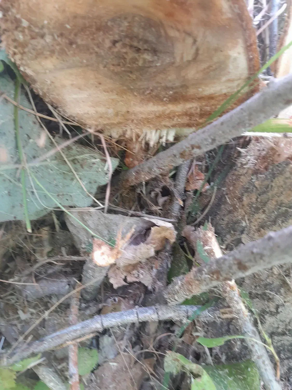 خرید انواع درخت وچوب و هرس|خدمات باغبانی و درختکاری|گلپایگان, |دیوار