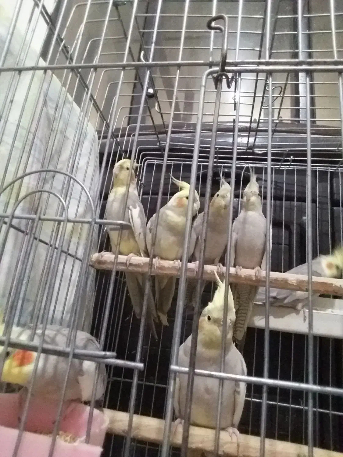 عروس هلندیمعاوضهباسهرهباقناری|پرنده|محمدشهر, محمدشهر|دیوار