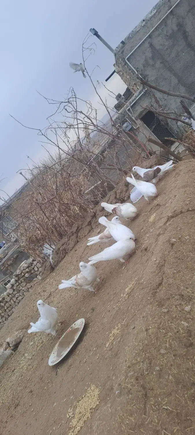 کفتر نوک ریز|پرنده|قیدار, |دیوار