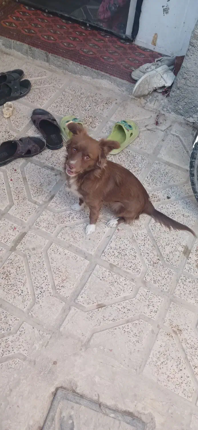 سگ پا کوتاه|سگ|شیروان (خراسان), |دیوار