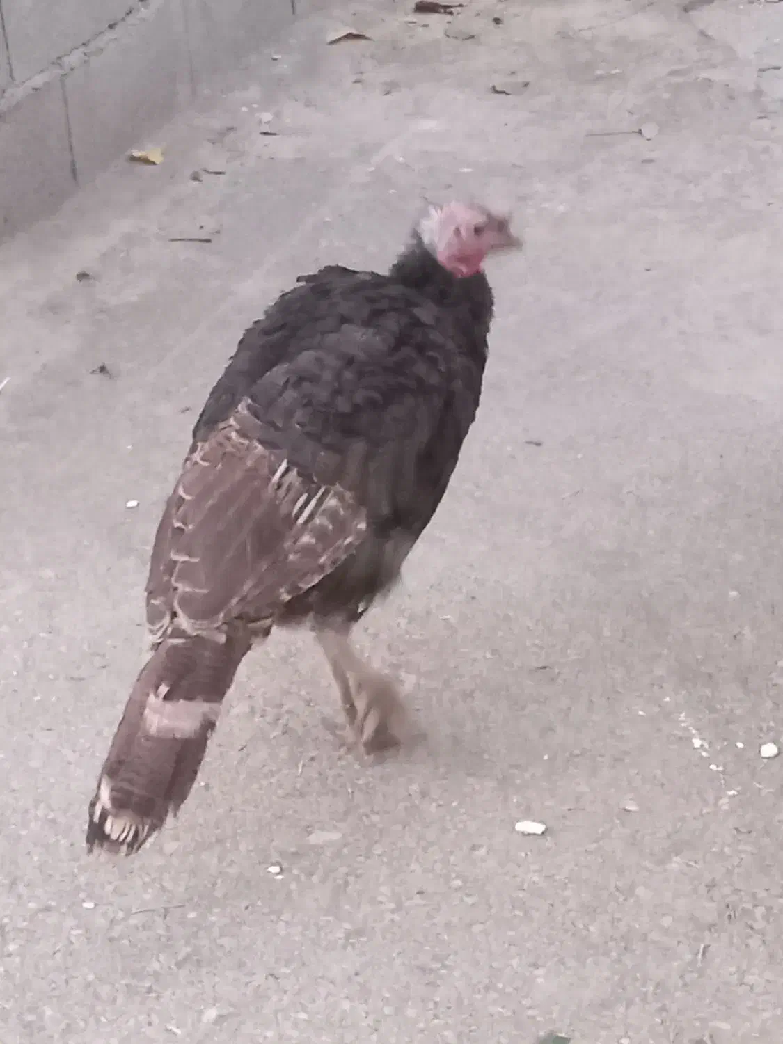 2عددبوقلمو قیمت 3/000/000تومان است|حیوانات مزرعه|کرمانشاه, |دیوار