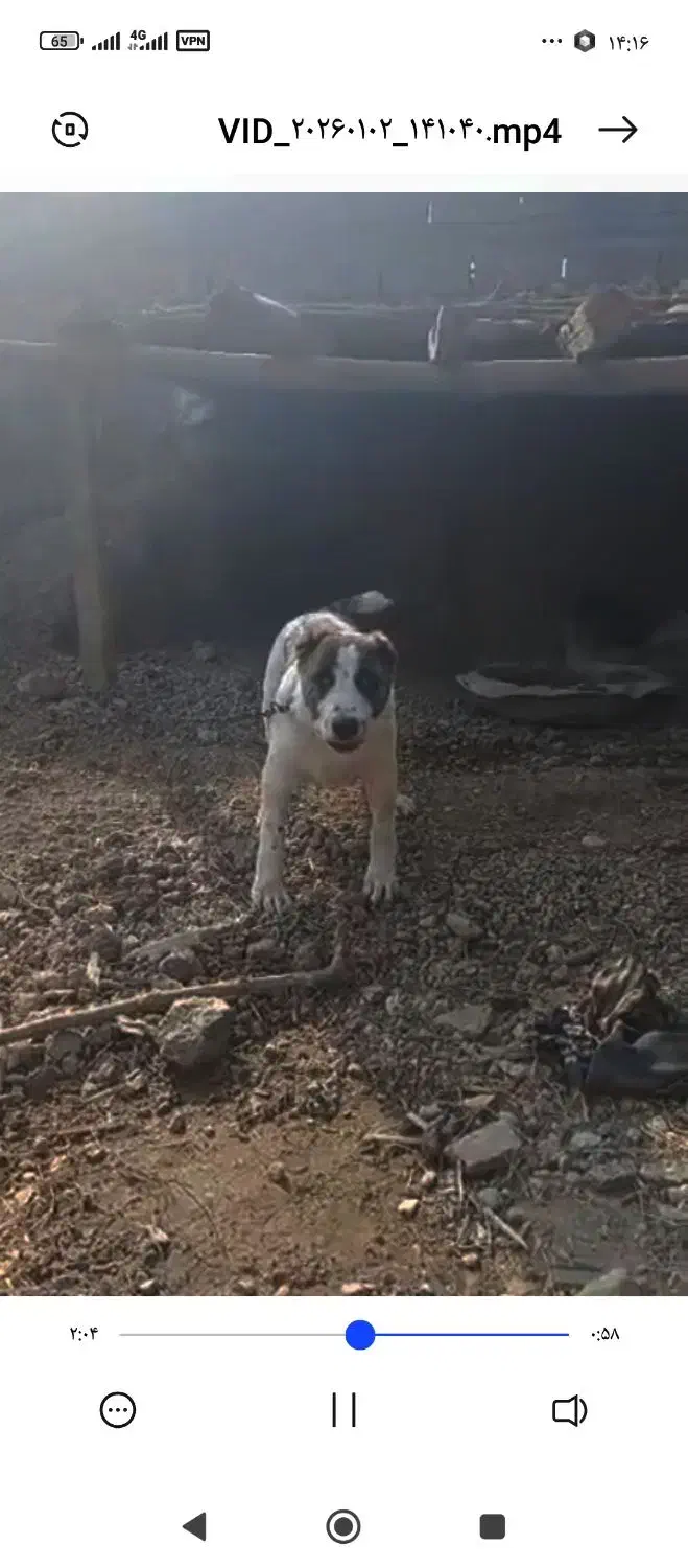 سگ گم شده|حیوانات|تاتار علیا, |دیوار