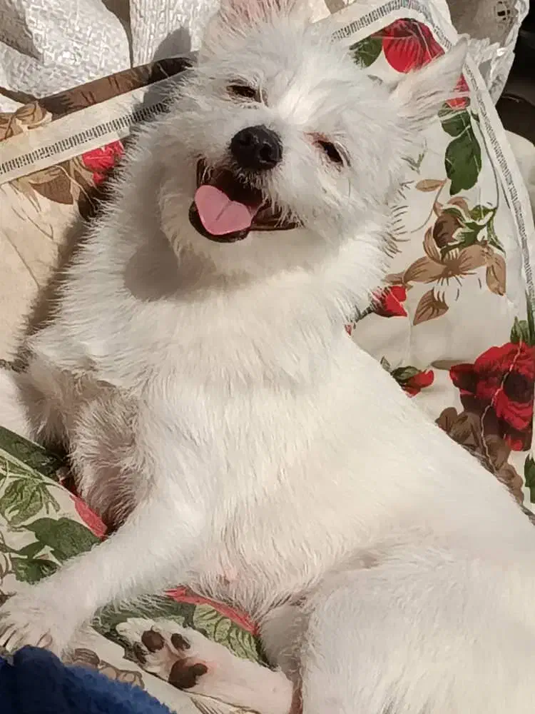 دوتا سگ|سگ|اهواز, سپیدار|دیوار