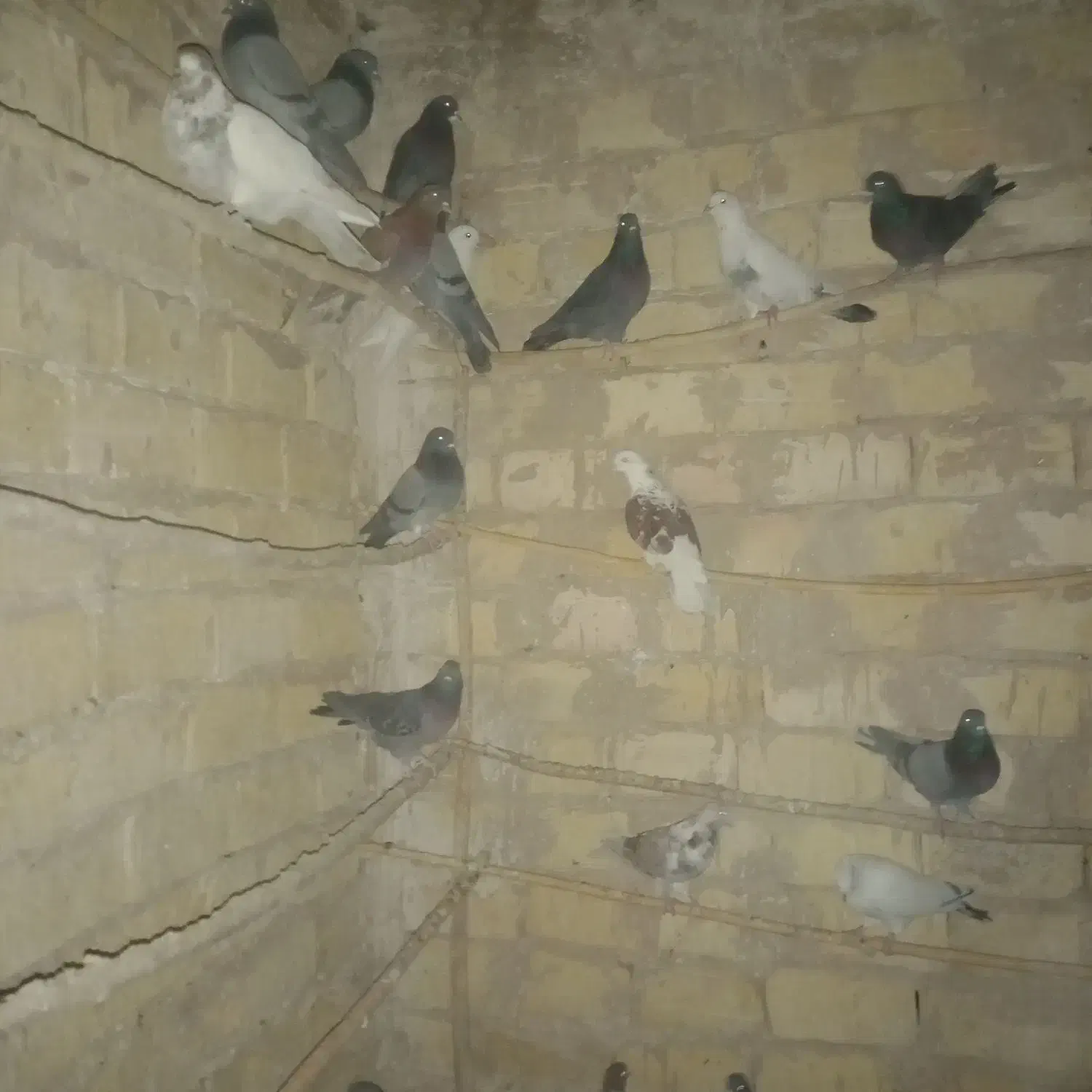 کفتر نرو ماده|پرنده|تهران, بریانک|دیوار