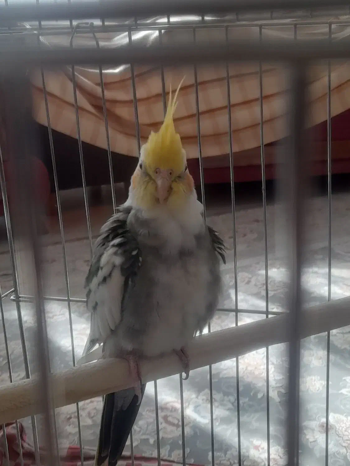 عروس هلندی|پرنده|سنندج, |دیوار