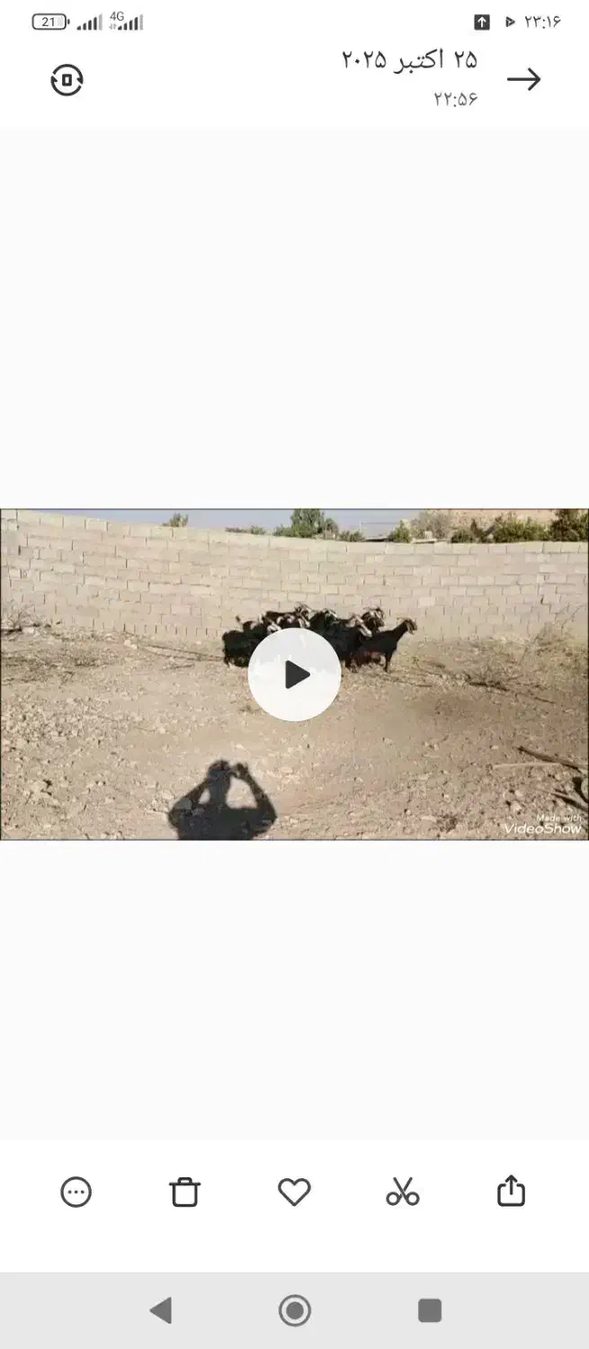 15راس گیسه آبستن داشتی|حیوانات مزرعه|جهرم, |دیوار