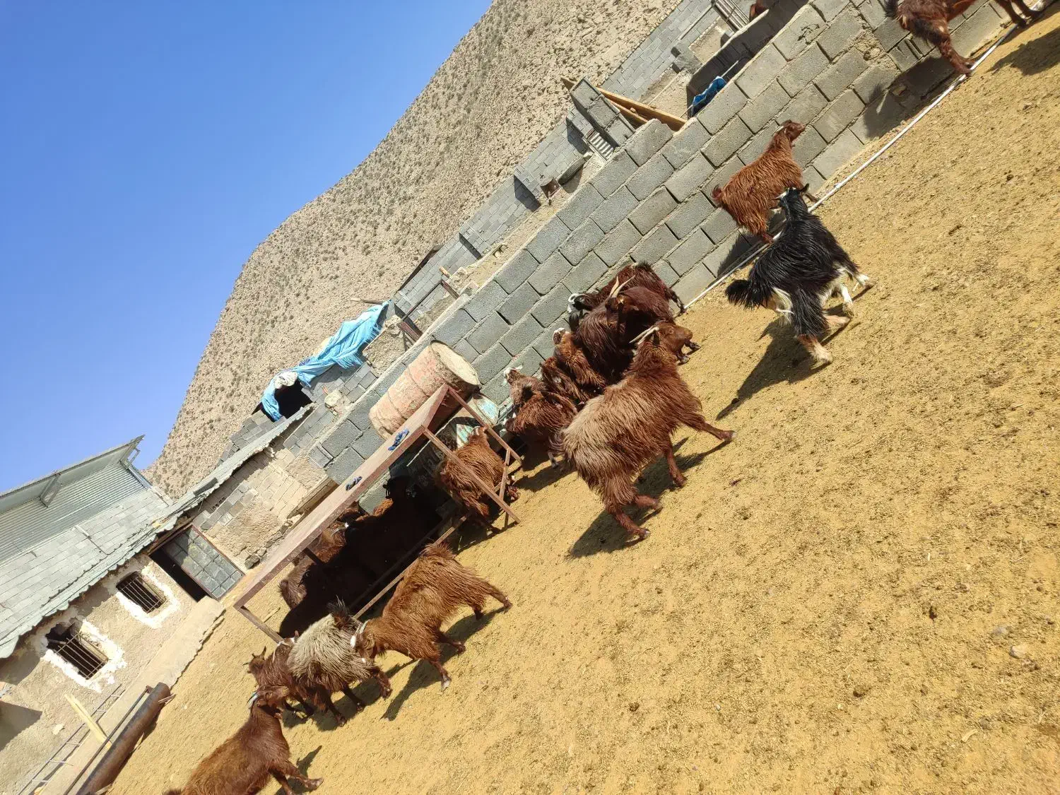 فروش شصد راس کهره ماده درجه یک قوری|حیوانات مزرعه|پاسارگاد, |دیوار