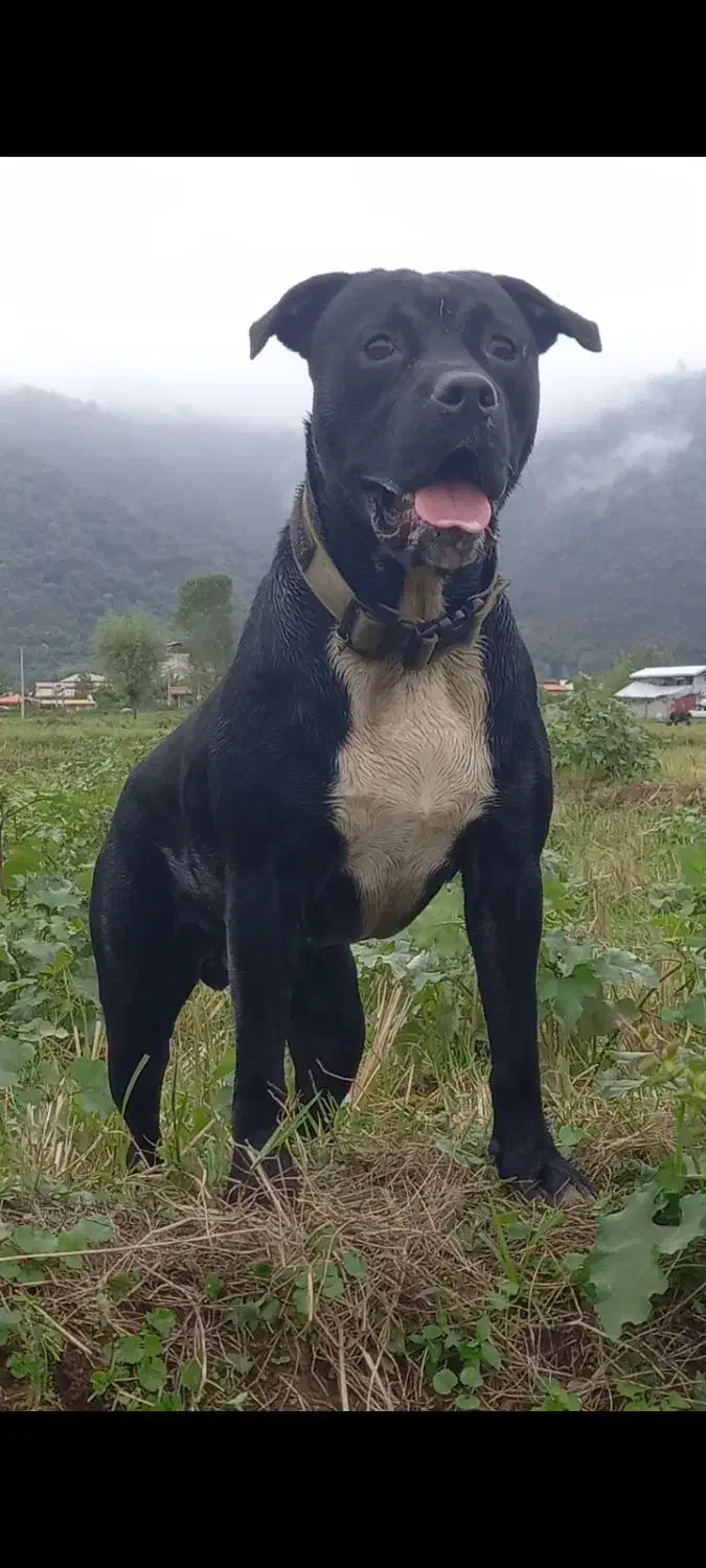 فروشی|سگ|ماسال, |دیوار