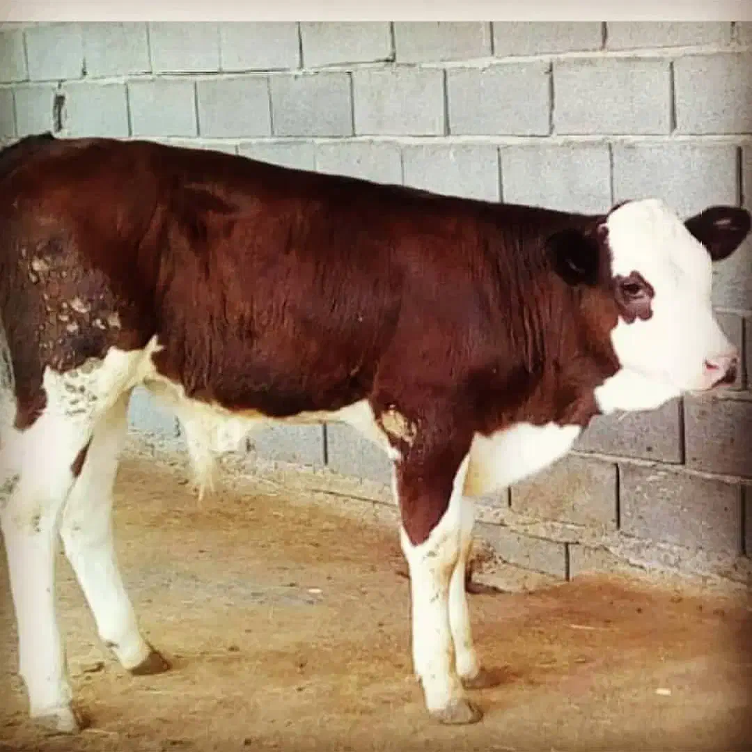 گاو گوساله|حیوانات مزرعه|شیراز, حومه شیراز|دیوار