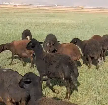 هترو|حیوانات مزرعه|سلطانیه, |دیوار