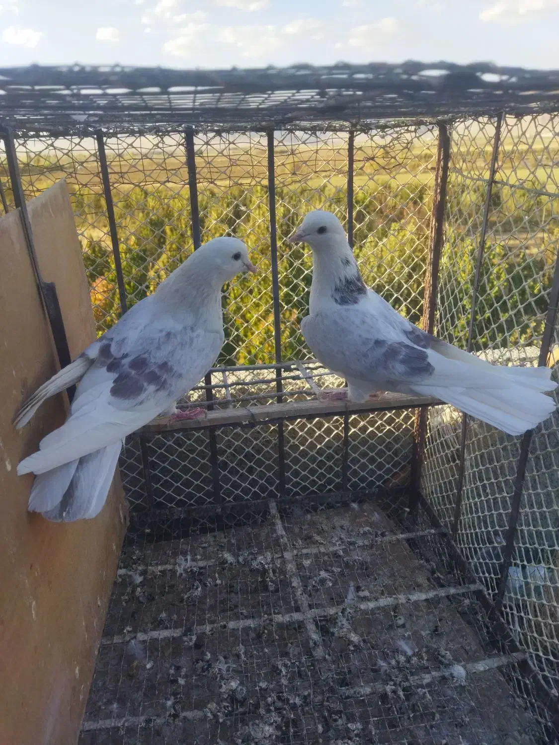 کبوتر|پرنده|بهارستان, |دیوار